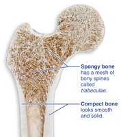 Cross-section of bone showing compact and spongy bone