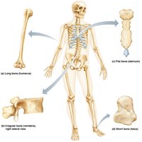Classification of bones by shape
