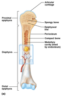 Long bone anatomy