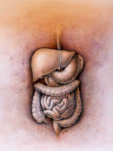 Anatomical illustration of the digestive system