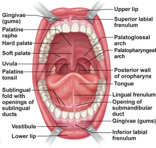 Anatomy of the oral cavity