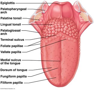 Dorsal surface of the tongue with papillae