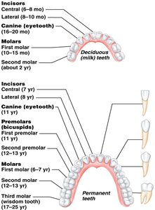 Dentition and dental formula