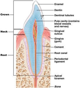 Structure of a tooth