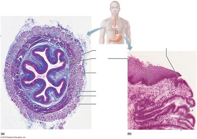 Histology of the esophagus