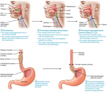 Phases of swallowing (deglutition)