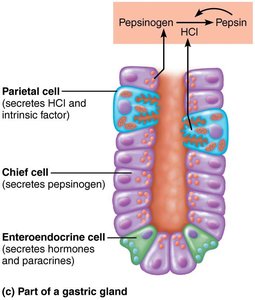 Diagram of gastric gland structure