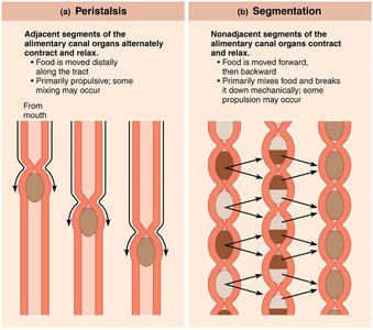 Peristalsis and segmentation in the digestive tract