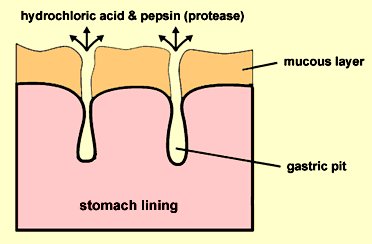 Stomach mucosal barrier