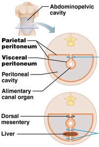 Diagram of peritoneum and mesentery