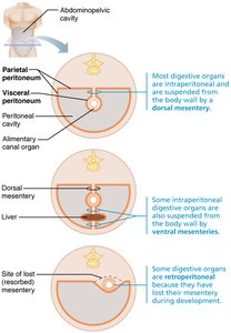 Diagram showing intraperitoneal and retroperitoneal organs