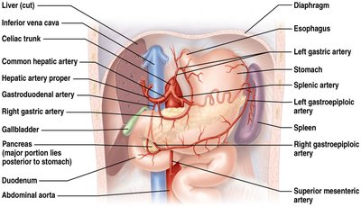 Arterial supply to digestive organs