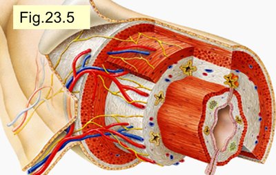 Cross-section of alimentary canal wall