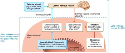 Neural reflex pathways in the GI tract