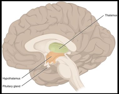Location of hypothalamus and pituitary gland in the brain