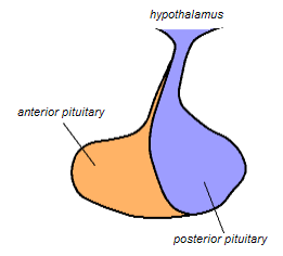 Anterior and posterior pituitary relationship