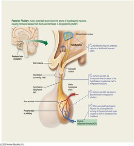 Posterior pituitary hormone release