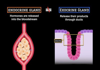 Comparison of endocrine and exocrine glands