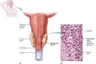 Parathyroid glands location and histology