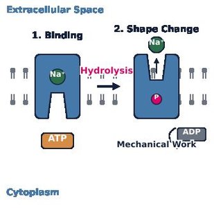 ATP as energy currency in energy coupling