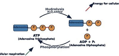 ATP cycle: hydrolysis and phosphorylation