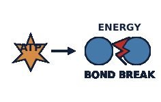 ATP provides energy for bond breaking