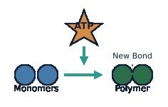 ATP drives formation of new bonds between monomers
