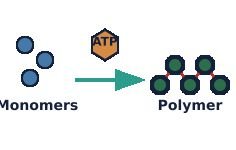 Monomers assembled into polymers with ATP