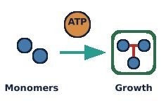 Monomers used for growth with ATP