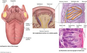 Papillae and taste bud structure
