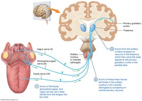 Gustatory pathway from tongue to cortex