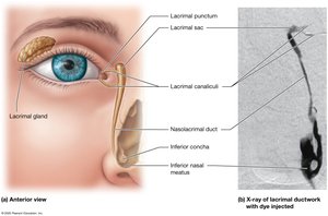 Lacrimal apparatus and tear drainage