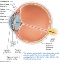Lens and chambers of the eye
