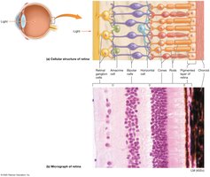 Retinal structure and photoreceptors