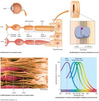Cone structure and color absorption
