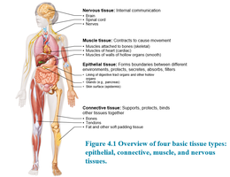 Overview of four basic tissue types