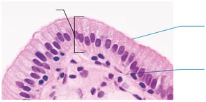 Epithelial tissue polarity