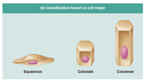 Classification based on cell shape