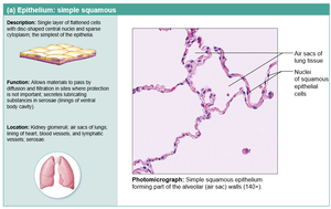 Simple squamous epithelium