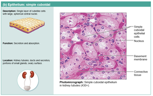 Simple cuboidal epithelium