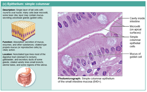 Simple columnar epithelium