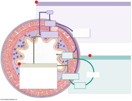 Regulation of digestive activities