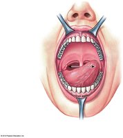 Anterior view of the oral cavity
