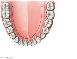 Permanent teeth and eruption ages (mandible)