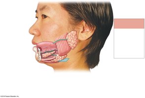Anatomy of the salivary glands