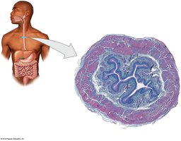 Transverse section of the esophagus