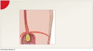 Bolus entering the stomach
