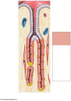 Cells of the gastric glands