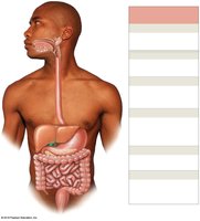Accessory organs of the digestive system