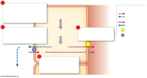 Secretion of hydrochloric acid ions